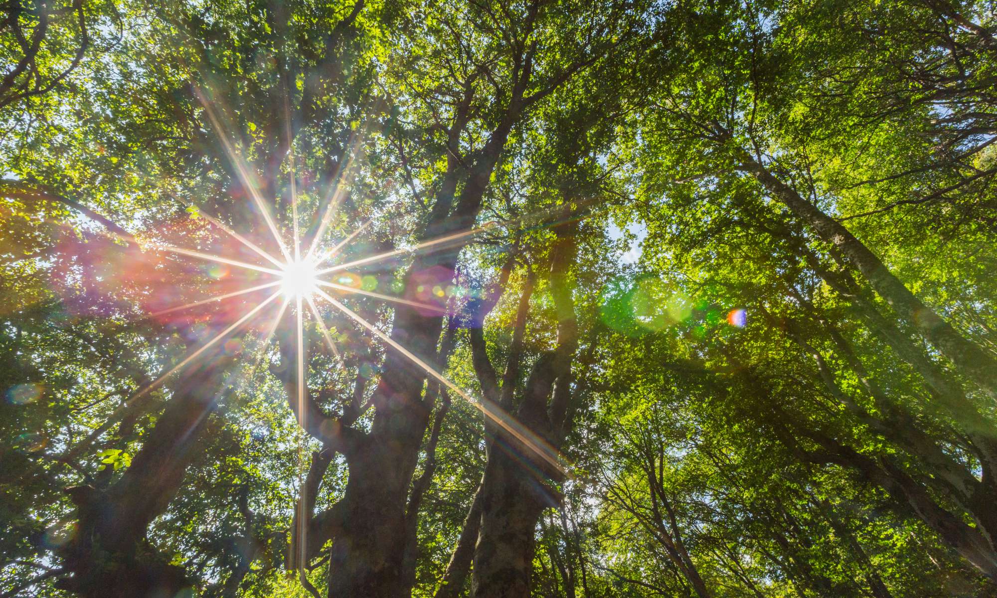 Baumpflege – Kraut & Rasen – Der Rasenmacher und Wurzelfräser. Ihr